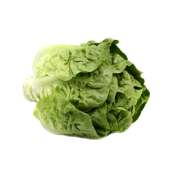 Baby Romaine Lettuce (Malaysia) 1pack (highest price)