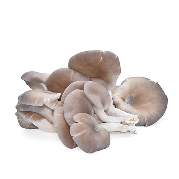 Frais Funghi Mushroom Grey Oyster (Malaysia) 200g