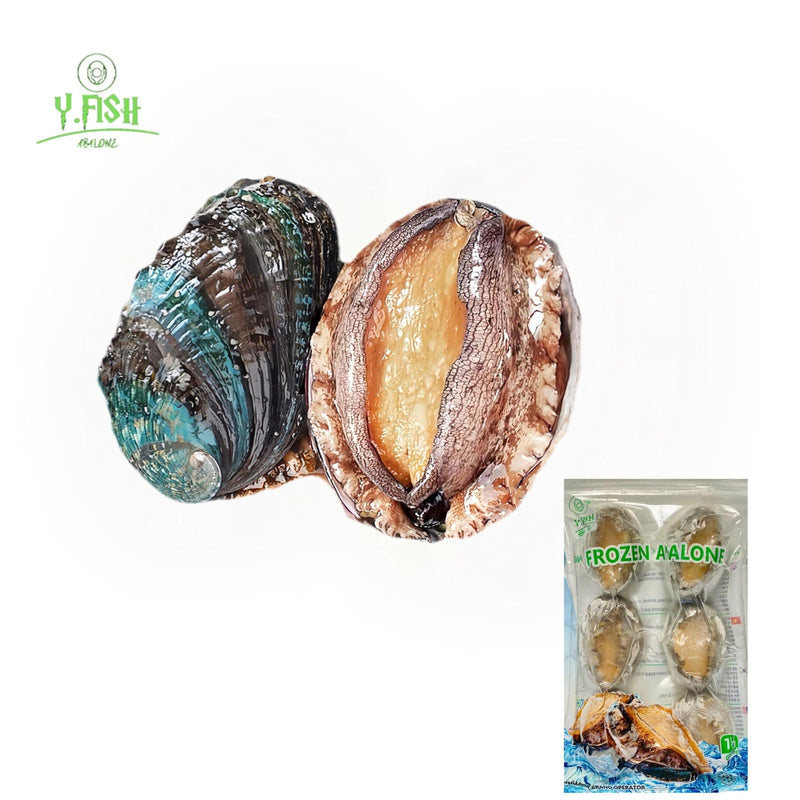 Ys Abalone With Shell 6pcs/pack