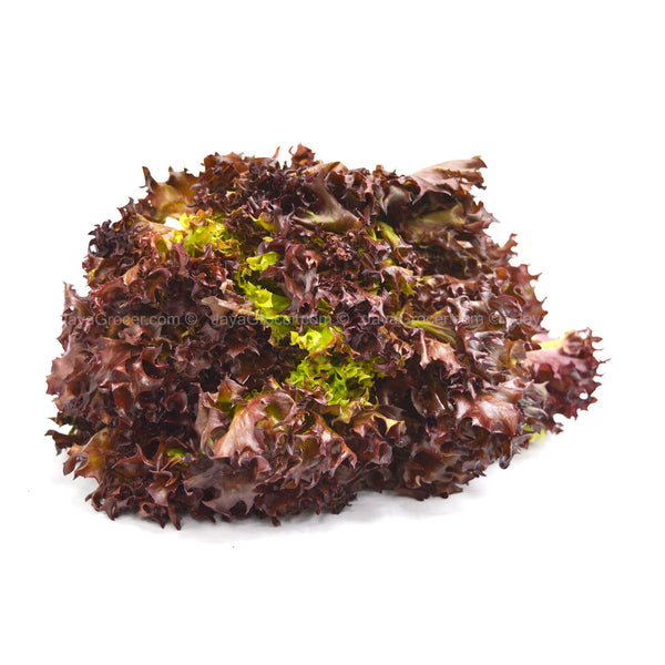 Red Coral Lettuce (Lollo Rosso) 170g