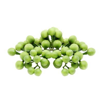 Terung Pipit (Pea Eggplant)