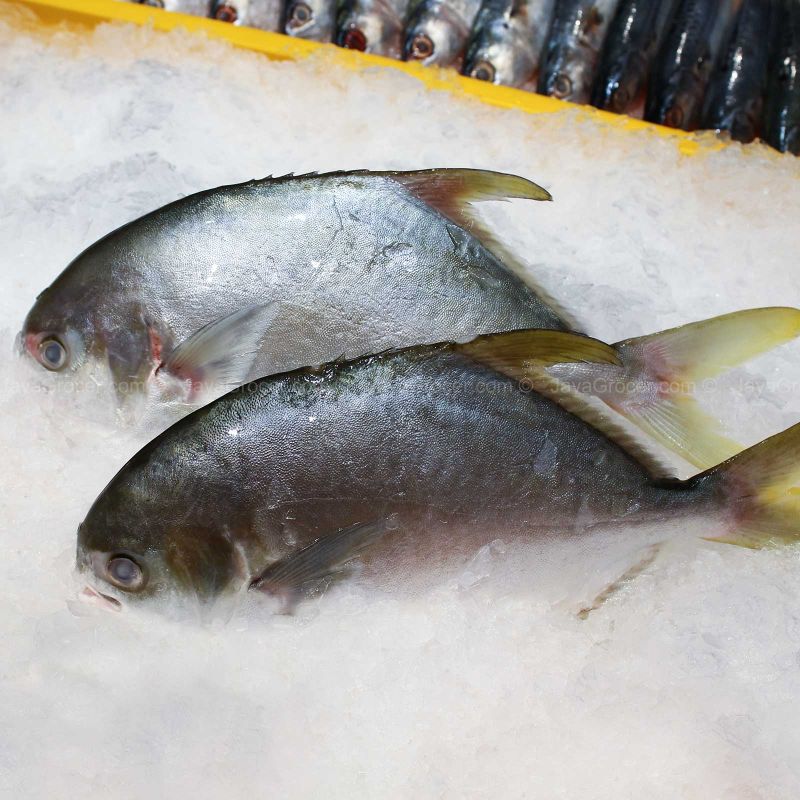 CS Golden Pomfret (Bawal Emas) 1kg